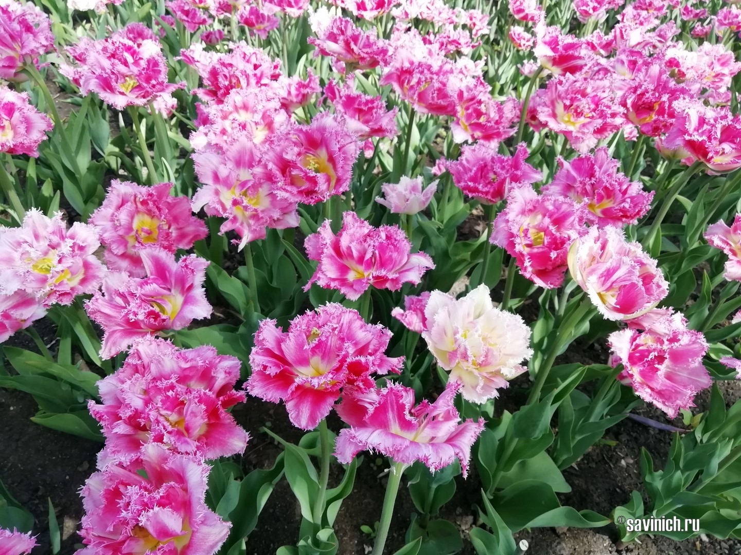 как заставить цвести недозрелые луковицы тюльпанов