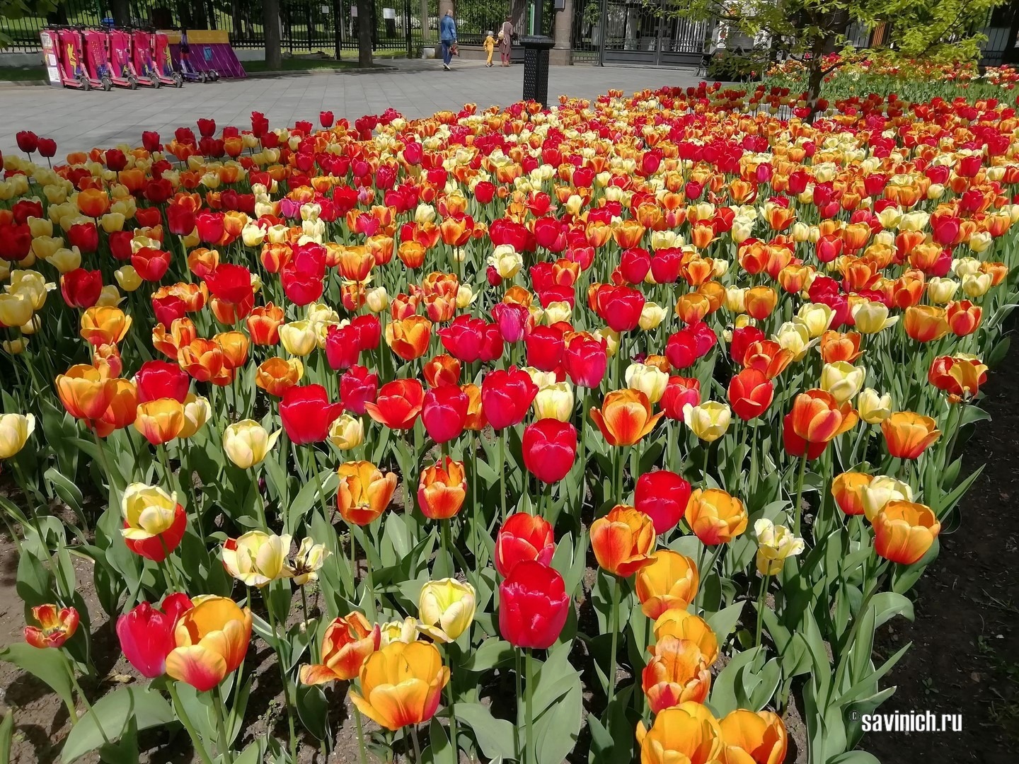 тюльпаны в парке Останкино